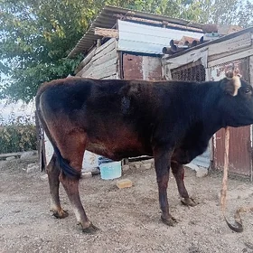 göle gulajyn