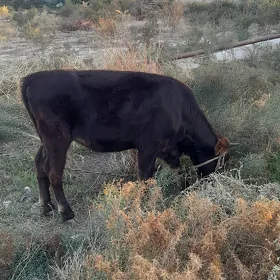 1 ýaşan øküz