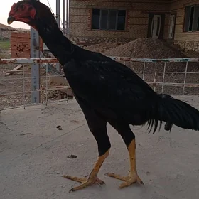 Guşlar