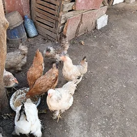 Brama towuk