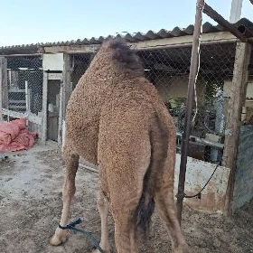 ogşuk