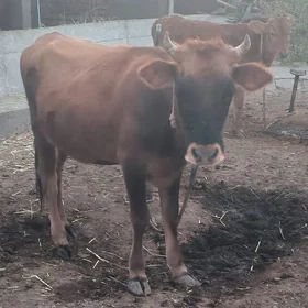 tuwe
