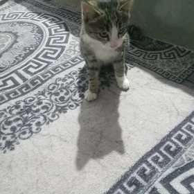 pishik