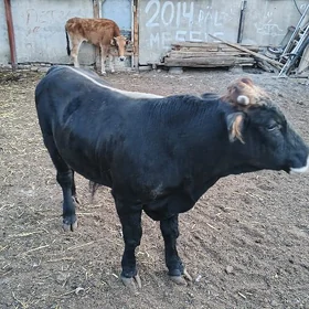 öküz