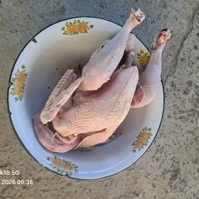 bakylgy induk