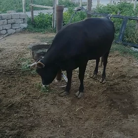 sygyr