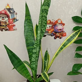 цветы