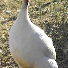 Sesarka guş
