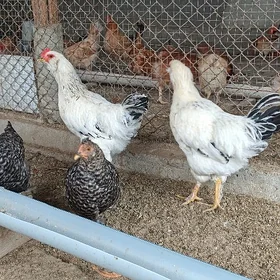 Horaz Paroda Towuk