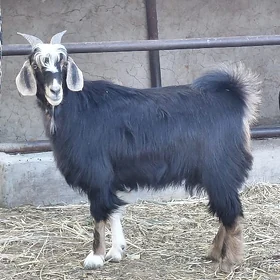 Geci
