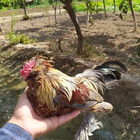 karlık horaz