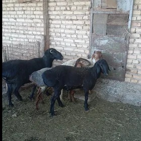 Gissar goc