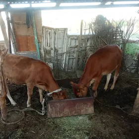 göle