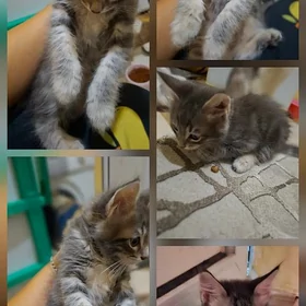 котята