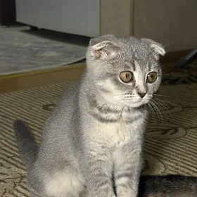 котенок