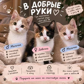 котята в добрые руки