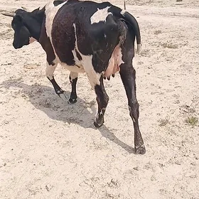 sygyr