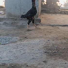 Taşkent
Taskent