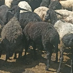 Işşekler