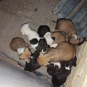 Pitbull 🐕