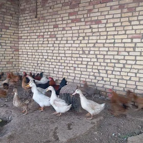 ýaşyl baş ördek