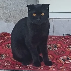 Pişik Кошка