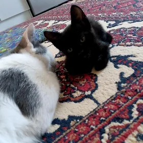 pişik