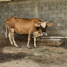 sygyr