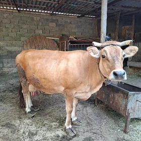 Arassa şwes sygyr