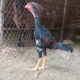 baýes