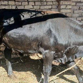ökiz we ökizler