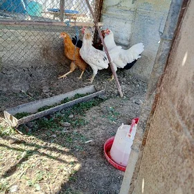 Horoz
