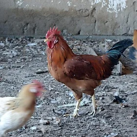 Horaz