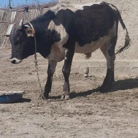 öküz