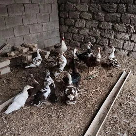 indiwutga ördek 🦆