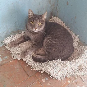 кошка