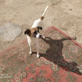 Sobak 🦮.Zwanok..Tula.