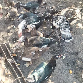 Kopelyan indautka