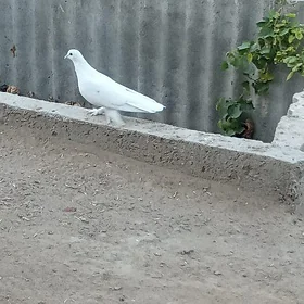 Kepderi