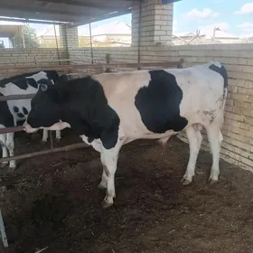 Galşteyn Ökuz