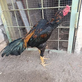Horaz