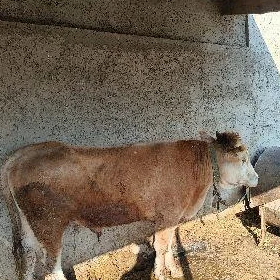 oküz