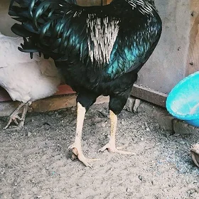 Gigant HOROZ