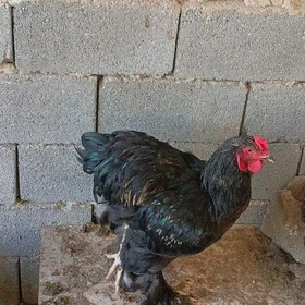 brama horaz