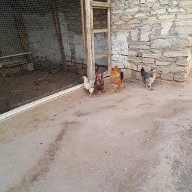 Tawuk