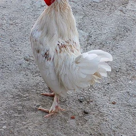 karlik