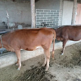 Tüwe