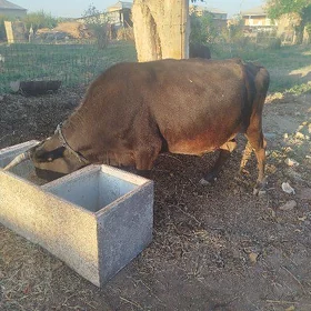 Bogaz sygyrlar