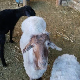 Goýun