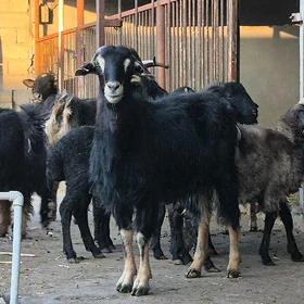 Geçi
